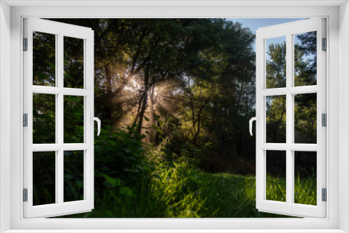 Fototapeta Naklejka Na Ścianę Okno 3D - Forest naturescape. Firs, bushes and green grass