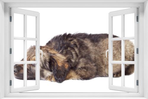 Fototapeta Naklejka Na Ścianę Okno 3D - sad puppy mutts lies on a white background