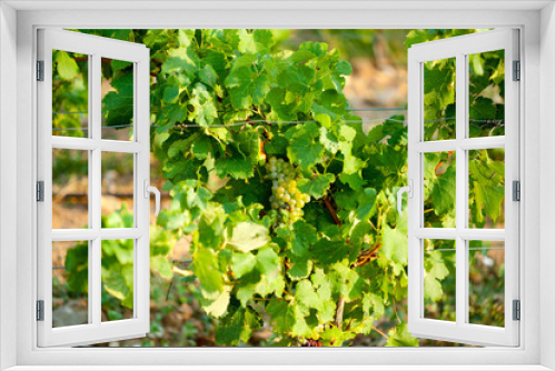 Fototapeta Naklejka Na Ścianę Okno 3D - Green grapes for wine on canes, sand wine from France