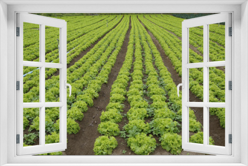 Fototapeta Naklejka Na Ścianę Okno 3D - lettuce plantation