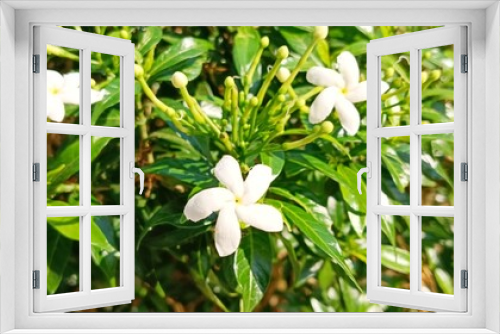 Fototapeta Naklejka Na Ścianę Okno 3D - white spring flowers