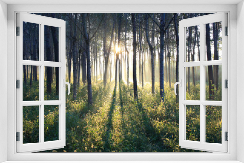 Fototapeta Naklejka Na Ścianę Okno 3D - Morning sunlight falls on an forest