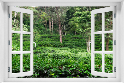 Fototapeta Naklejka Na Ścianę Okno 3D - Beautiful morning view of Tea Plantation, fresh and green landscape