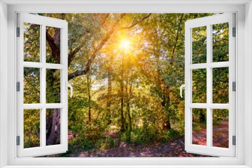 Fototapeta Naklejka Na Ścianę Okno 3D - A warm sun illuminates the forest through the tree branches in autumn