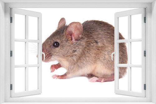 Fototapeta Naklejka Na Ścianę Okno 3D - Field Mouse. isolated. striped field mouse