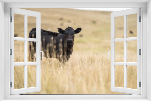 Fototapeta Naklejka Na Ścianę Okno 3D - stud beef cattle herd, Portrait of Cows in a field grazing. Regenerative agriculture farm storing co2 in the soil with carbon sequestration