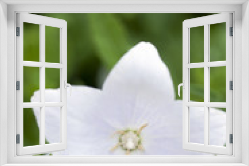Fototapeta Naklejka Na Ścianę Okno 3D - キキョウの花