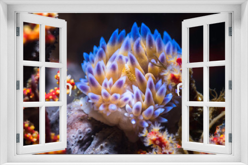 Fototapeta Naklejka Na Ścianę Okno 3D - A blue Gas flame nudibranch (Bonisa nakaza) front view of the sea slug on the reef underwater