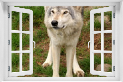 Fototapeta Naklejka Na Ścianę Okno 3D - Grey wolf standing in the grass