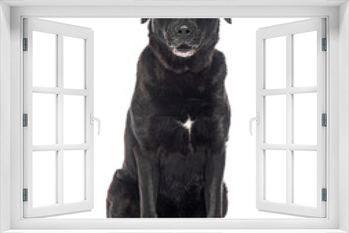 Fototapeta Naklejka Na Ścianę Okno 3D - Old graying black Labrador retriever dog
