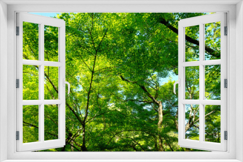 Fototapeta Naklejka Na Ścianę Okno 3D - 新緑の美しい東福寺の境内