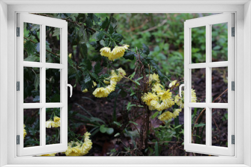 Fototapeta Naklejka Na Ścianę Okno 3D - flowers growing in garden of the village house. Chrysanthemum plant with red, yellow, white, pink flowers from Asteraceae family. Flower stretching their branches to ground, soaked in rain in October
