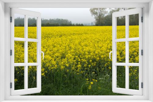 Fototapeta Naklejka Na Ścianę Okno 3D - View of a beautiful field of bright yellow canola or rapeseed