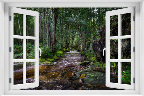 Fototapeta Naklejka Na Ścianę Okno 3D - Forest at Phu Kradueng national park, Loei Province Thailand.