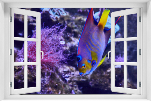 Fototapeta Naklejka Na Ścianę Okno 3D - Vibrant Tropical Fish in Natural Underwater Habitat