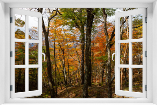 Fototapeta Naklejka Na Ścianę Okno 3D - 紅葉する美しい森　奈良県