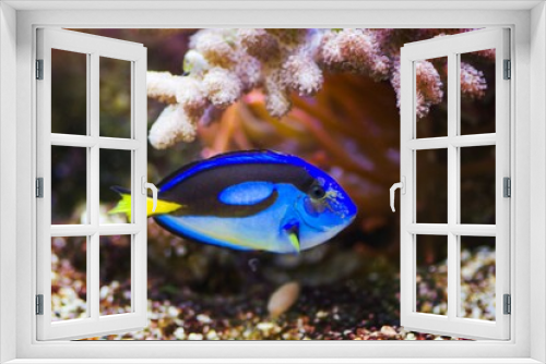 Fototapeta Naklejka Na Ścianę Okno 3D - Blue Tang swimming