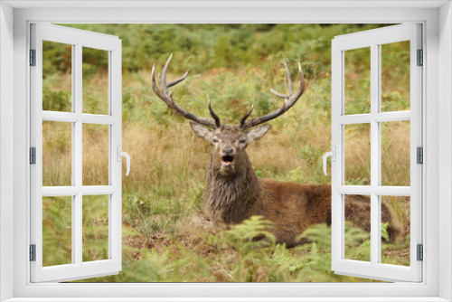 Fototapeta Naklejka Na Ścianę Okno 3D - Red Deer, Deer, Cervus elaphus