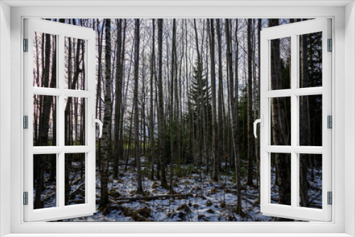 Fototapeta Naklejka Na Ścianę Okno 3D - dark gloomy late autumn winter forest trees