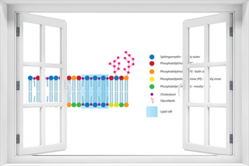 Fototapeta Naklejka Na Ścianę Okno 3D - Diagrams showing schematic structure of cytoplasmatic membrane, including phospholipids (PE, PC, PS, sphingomyelin) glycolipids, cholesterol, lipid raft. Colorful scientific vector illustration.