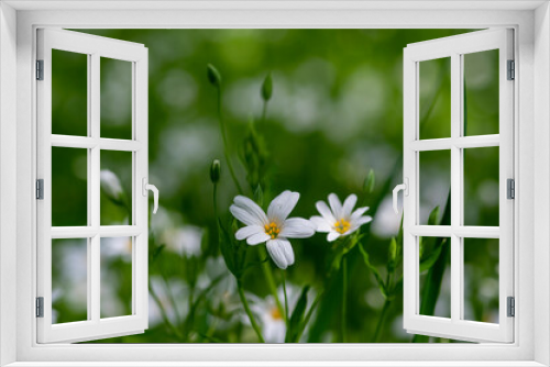Fototapeta Naklejka Na Ścianę Okno 3D - Stellaria holostea bright white wild flowering forest plants, rabelera greater starwort addersmeat flowers in bloom