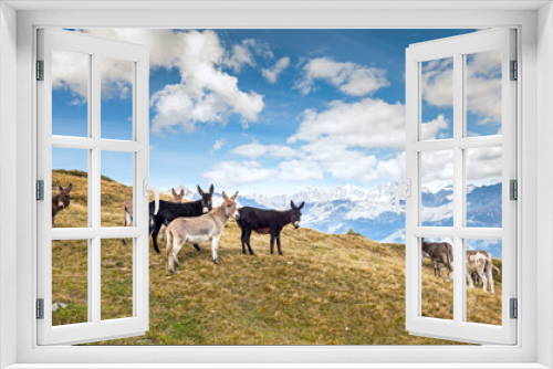 Fototapeta Naklejka Na Ścianę Okno 3D - asini al pascolo in alta montagna