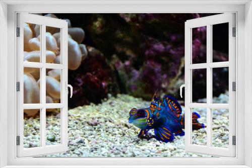 Fototapeta Naklejka Na Ścianę Okno 3D - Mandarinfisch (Synchiropus splendidus)