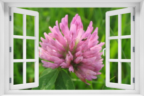Fototapeta Naklejka Na Ścianę Okno 3D - Цветок клевера