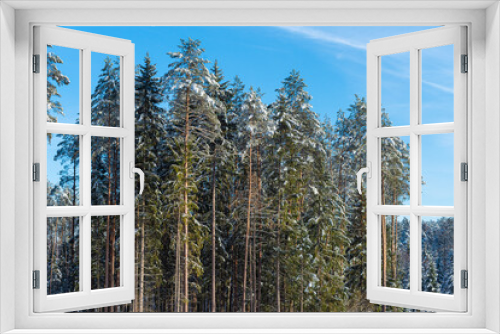 Fototapeta Naklejka Na Ścianę Okno 3D - trees in the snow