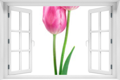 Fototapeta Naklejka Na Ścianę Okno 3D -  pink tulip flower isolated on white background