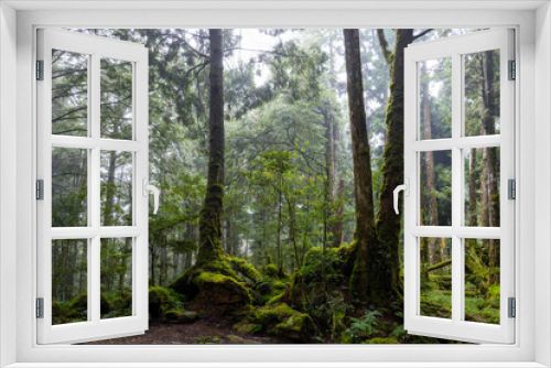 Fototapeta Naklejka Na Ścianę Okno 3D - Scenic forest of fresh green deciduous trees