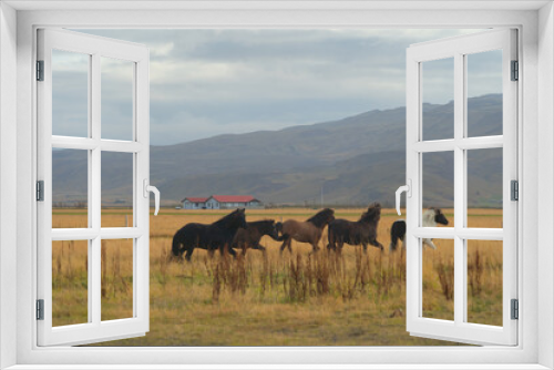 Fototapeta Naklejka Na Ścianę Okno 3D - Horses in farm in Iceland in summer season. Animal