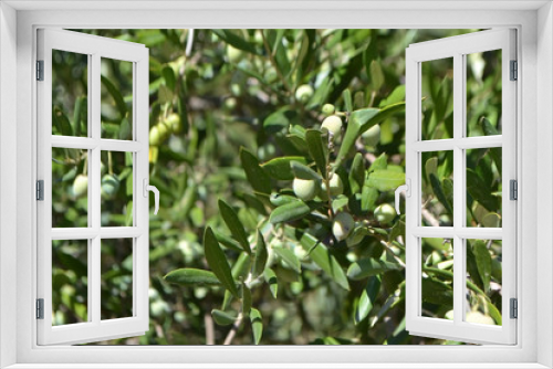 Fototapeta Naklejka Na Ścianę Okno 3D - Olives on the tree