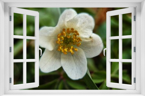 Fototapeta Naklejka Na Ścianę Okno 3D - Anemone nemorosa, also known as wood anemone, wood anemone or wood anemone.