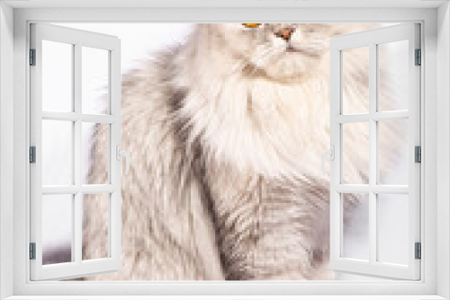 Fototapeta Naklejka Na Ścianę Okno 3D - This beautiful Persian kitten exudes elegance with its delicate features and a stunning coat of white fluffy fur. The golden, wide eyes speak of...