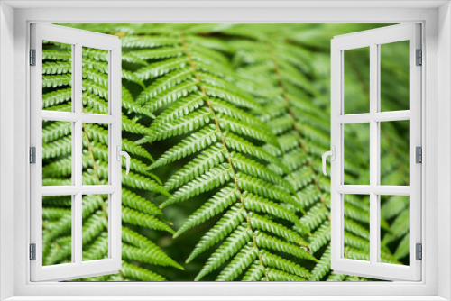 Fototapeta Naklejka Na Ścianę Okno 3D - Close up of fern leaves