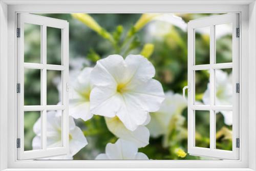 Fototapeta Naklejka Na Ścianę Okno 3D - Petals of white petunia flowers. Close-up, selective focus.