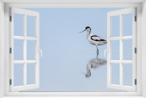 Fototapeta Naklejka Na Ścianę Okno 3D - A Pied Avocet walking in shallow water