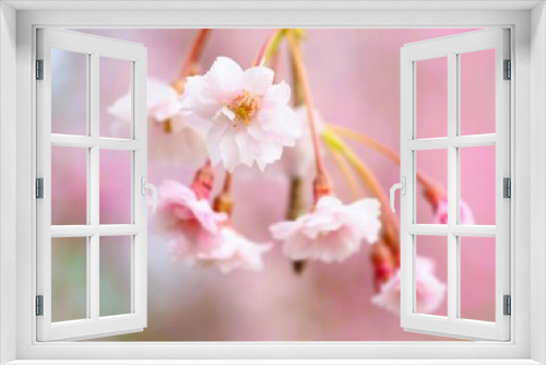 Fototapeta Naklejka Na Ścianę Okno 3D - 春の花　桜　枝垂れ桜