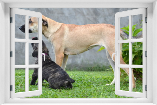 Fototapeta Naklejka Na Ścianę Okno 3D - Les chiens