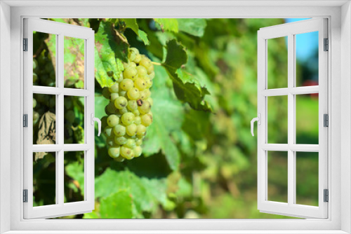 Fototapeta Naklejka Na Ścianę Okno 3D - Grape for harvest