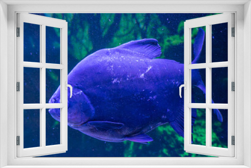 Fototapeta Naklejka Na Ścianę Okno 3D - Dentro del zoológico de Vigo hay un acuario que contiene pirañas