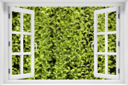 Fototapeta Naklejka Na Ścianę Okno 3D - plant wall, green background.