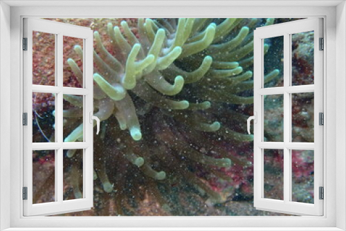 Fototapeta Naklejka Na Ścianę Okno 3D - anemone