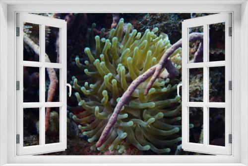 Fototapeta Naklejka Na Ścianę Okno 3D - beautiful anemone 