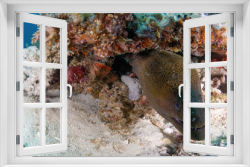 Fototapeta Naklejka Na Ścianę Okno 3D - Moray eel 