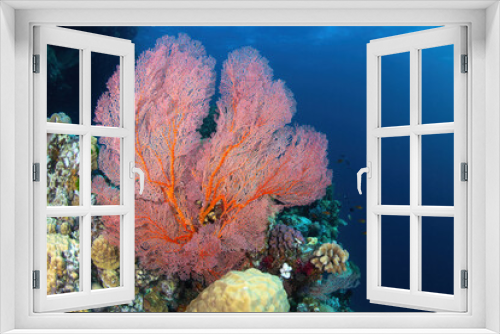 Fototapeta Naklejka Na Ścianę Okno 3D - Corals at the reef wall. Horizontal frame.