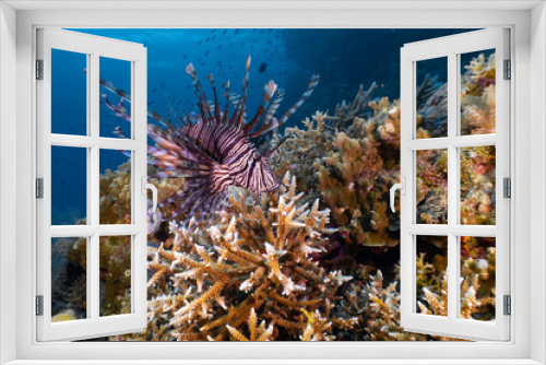 Fototapeta Naklejka Na Ścianę Okno 3D - Lionfish at the Great Barrier Reef