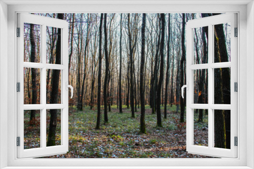 Fototapeta Naklejka Na Ścianę Okno 3D - Tree Forest