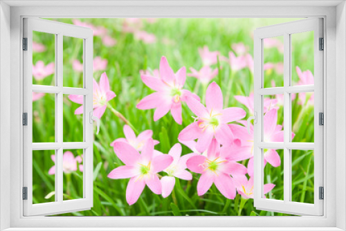 Fototapeta Naklejka Na Ścianę Okno 3D - Zephyranthas rosea flowers